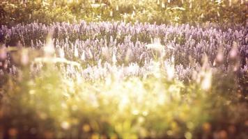 wild field flowers at summer sunset photo