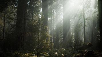 Sequoia National Park under the fog mist clouds photo