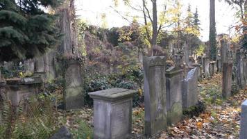 un ancien cimetière juif de wroclaw - dalles de tombe et cryptes recouvertes de lierre video