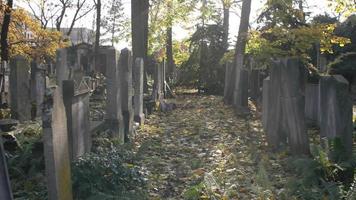 un antiguo cementerio judío en wroclaw - losas de tumbas y criptas cubiertas de hiedra video