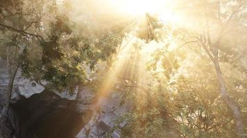 Sunbeams pour through trees in misty forest photo