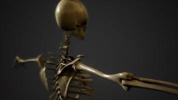 bones of the Human skeleton photo