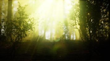 firefly in misty forest with fog photo