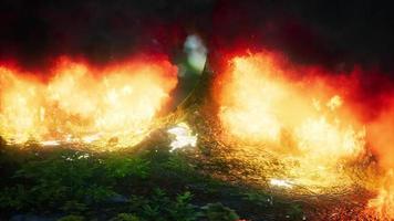 Wind blowing on a flaming trees during a forest fire photo