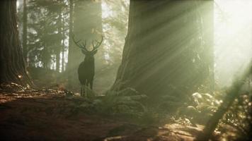 hermoso ciervo en el bosque con luces asombrosas por la mañana foto