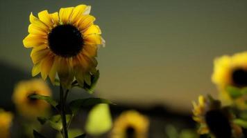 campo de girasoles en una cálida tarde de verano foto