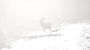 Proud Noble Deer Male in Winter Snow Forest photo