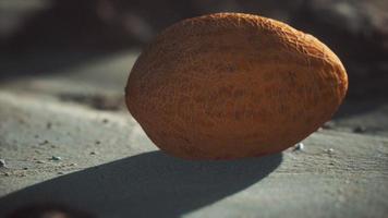 Desert melon on the sand beach photo