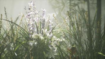 Grass flower field with soft sunlight for background. photo