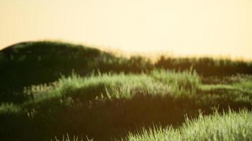 Green field at sunrise with blue sky photo