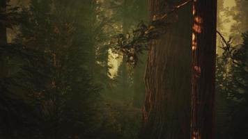 Loop Giant Sequoia Trees at summertime in Sequoia National Park, California photo