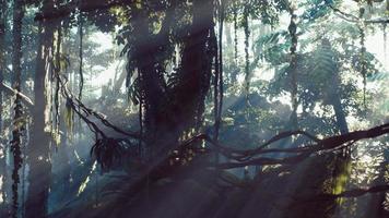 Misty jungle rainforest in fog photo