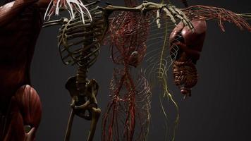 ilustración animada de anatomía humana en 3d foto