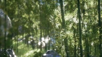 8K Windy Tranquil Arashiyama Bamboo Grove photo