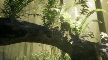 horizontally bending tree trunk with ferns growing, and sunlight shining photo