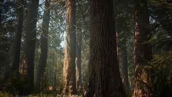 Sunset on the Giant Forest, Sequoia National Park, California photo