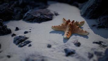 estrellas de mar en la playa de arena al atardecer foto