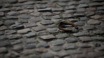 one old rusty metal horseshoe photo