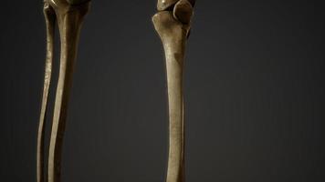 huesos del esqueleto humano foto