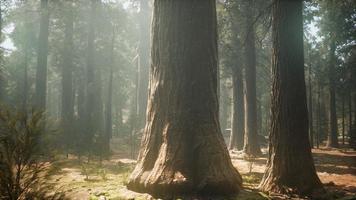 puesta de sol en el bosque gigante, parque nacional secoya, california foto