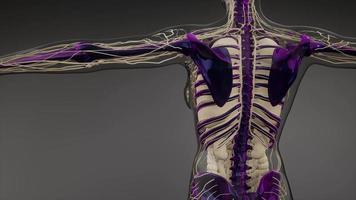 cuerpo humano transparente con huesos visibles foto