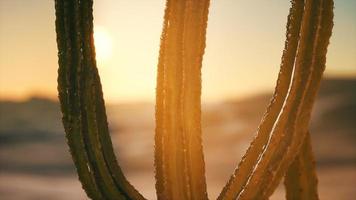 cacto saguaro en el desierto de sonora en arizona foto