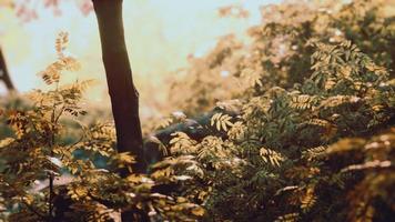 Fog in the mysterious rainforest photo