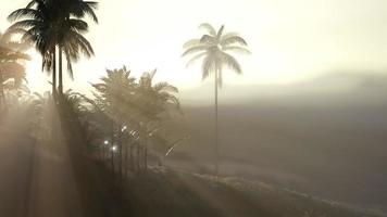 Coco palm trees tropical landscape photo