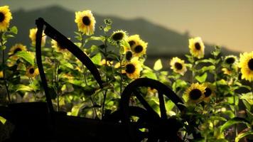 old vintage style scythe and sunflower field photo
