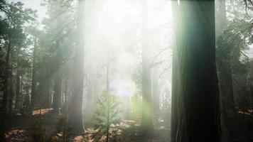 puesta de sol en el bosque gigante, parque nacional secoya, california foto