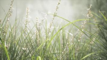 Grass flower field with soft sunlight for background. photo