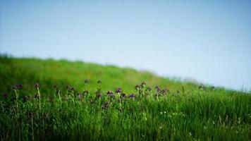 campo de hierba verde fresca bajo un cielo azul foto