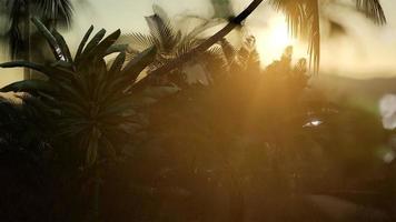 Coco palm trees tropical landscape photo