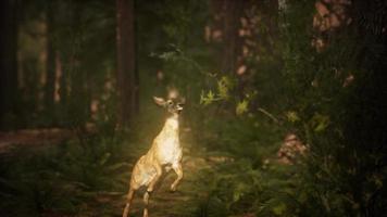 extreme slow motion deer jump in pine forest photo
