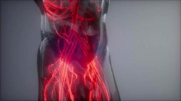 Blood Vessels of Human Body photo