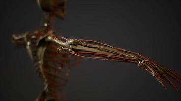 anatomía de los vasos sanguíneos del cuerpo humano foto