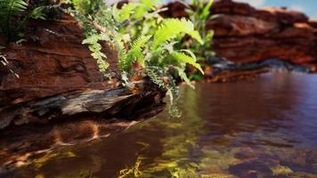 tropical golden pond with rocks and green plants photo