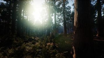 Giant Sequoia Trees at summertime in Sequoia National Park, California photo