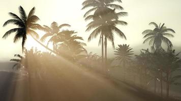 Coco palm trees tropical landscape photo