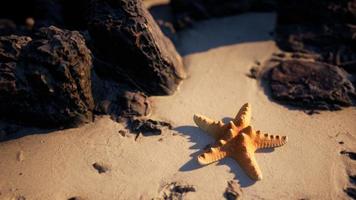 Starfish on sandy beach at sunset photo