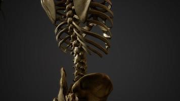 bones of the Human skeleton
