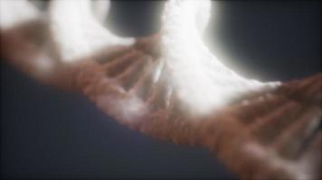 loopable structure of the DNA double helix animation photo