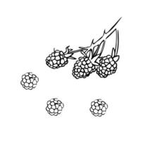 Hand drawn raspberries on a branch. Vector illustration in retro style isolated on white background. Black and white outline.