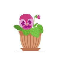 Home gardening. Pansies flower in a pot vector