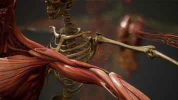 ilustración animada de anatomía humana en 3d foto