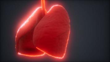 loop 3d rendered medically accurate animation of the human lung photo