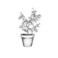 Floral pot. Decorative bonsai tree isolated. Plant with leaves engraving. Decorative grape tree. Plant bloom growth. vector
