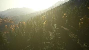 Aerial Drone View Flight over pine tree forest in Mountain at sunset photo
