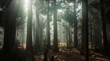 Sequoia National Park under the fog mist clouds photo