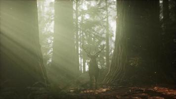 hermoso ciervo en el bosque con luces asombrosas por la mañana foto